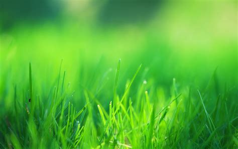 grass green background